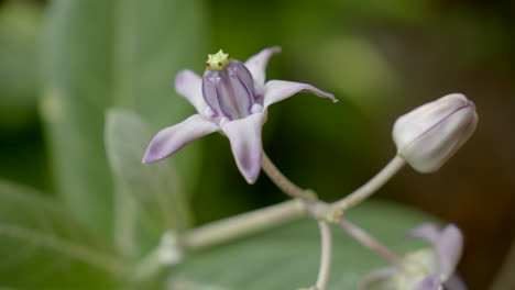 Cerca-De-Una-Planta-De-Flores-De-Corona-Púrpura