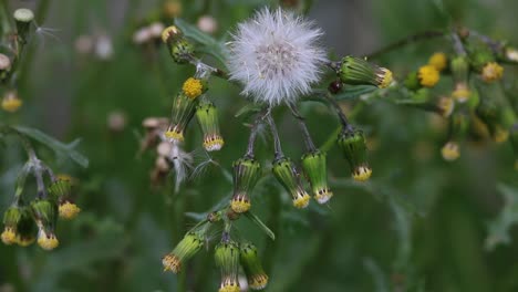 Closeup-of-Groundsel,-Senecio-vulgaris,-seed-head-and-flowers