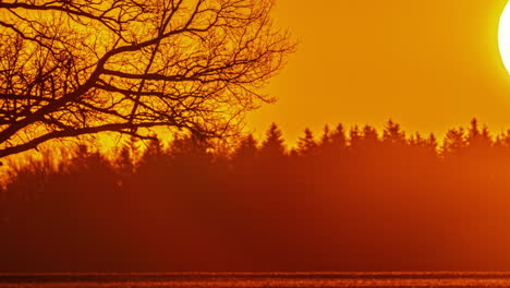 Orange-Leuchtender-Sonnenaufgang,-Der-Zeitraffer-Sonnenball-In-Bewegung-über-Herbstlichen-Kiefernzweigen-Im-Skyline-Hintergrund
