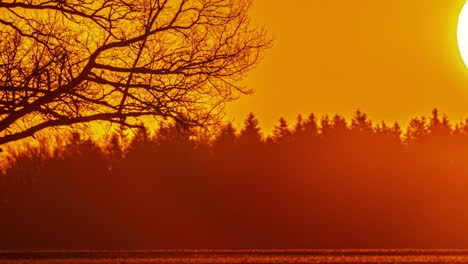 Naranja-Brillante-Amanecer-Yendo-Tiempo-De-Actividad-Lapso-Bola-De-Sol-En-Movimiento-Sobre-El-Fondo-Del-Horizonte-De-Las-Ramas-De-Los-Pinos-De-Otoño