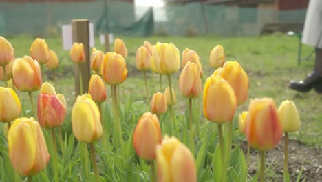 Field-of-beautiful-tulips-in-blossom,-elegant-female-walking,-slow-mo