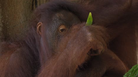 Close-up-of-an-orangutan's-face-spitting-out-watermelon-seeds-while-eating