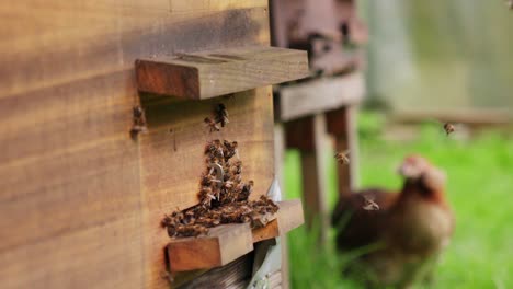 Dense-cluster-of-bees-gathered-outside-wooden-hive-building,-slow-motion