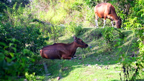 Cows-tied-up-in-pasture-rest-in-shade-and-graze-on-hillside-at-midday