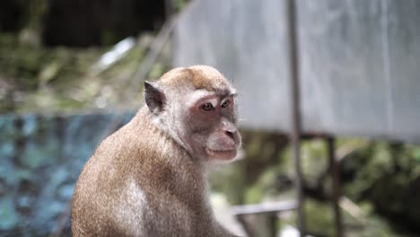 Nahaufnahme-Eines-Langschwanzmakaken,-Der-Auf-Einem-Zaun-In-Den-Batu-Höhlen-In-Malaysia-Sitzt