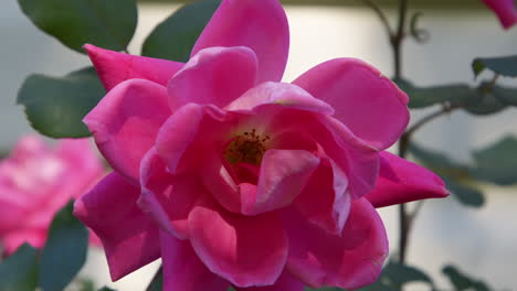 Top-down-and-closeup-view-of-a-pink-rose-blossom-in-bright-sun