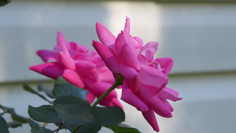 Side-view-of-pink-roses-growing-beside-a-light-colored-wall