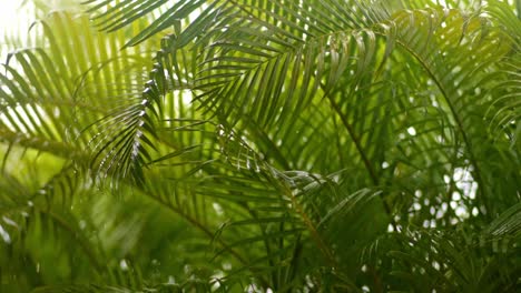 Schwere-Regentropfen-Fallen-Auf-Und-Von-Areca-Palmenblättern