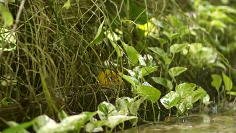 Heavy-raindrops-falling-on-epipremnum-snow-queen-plant-with-white-green-leaves,-slow-mo