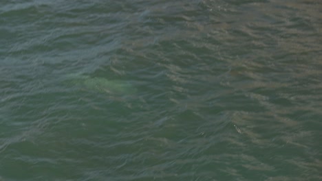 Langsame-Kamerafahrt-Einer-Kegelrobbe,-Die-Vor-Der-Küste-Der-Treshnish-Inseln-Schwimmt
