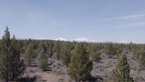 Flying-through-trees-towards-the-Cascade-Mountains-in-Central-Oregon