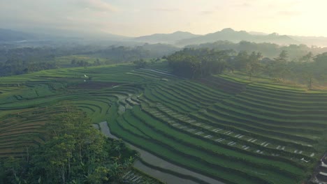 Vista-Aérea-De-Un-Campo-De-Arroz-En-La-Indonesia-Rural-En-Una-Mañana-Brumosa-Al-Amanecer