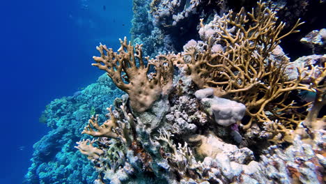 Close-Up-Underwater-Shot-of-Coral-Reefs-in-Blue-Tropical-Sea-Water