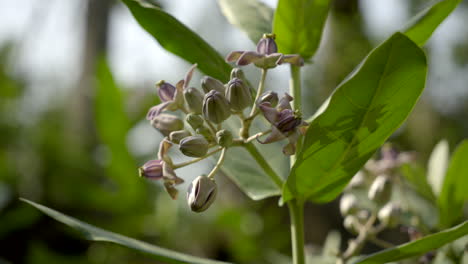 Cerca-De-Una-Planta-De-Flores-De-Corona-Púrpura