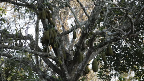 Low-angle-handheld-shot-of-Jackfruit-tree-with-fruits