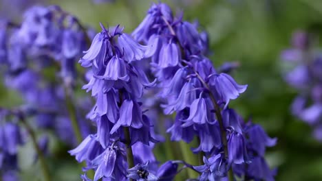 Nahaufnahme-Von-Glockenblumen.-Frühling.-Großbritannien