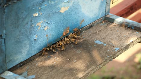 Bienen-Betreten-Einen-Bienenstock.-Nahaufnahme