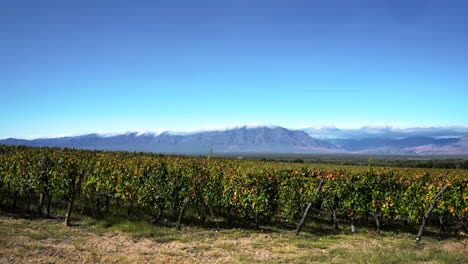 Imágenes-Secuenciales-De-Viñedos-En-Cafayate,-Salta,-Argentina,-En-Un-Hermoso-Día-Soleado-Con-Nubes-Dispersas