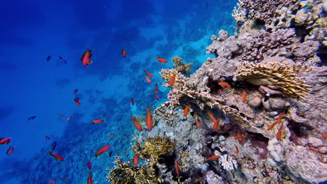 Tropical-Fish-and-Coral-Reef,-Underwater-Life-in-Tropical-Ocean