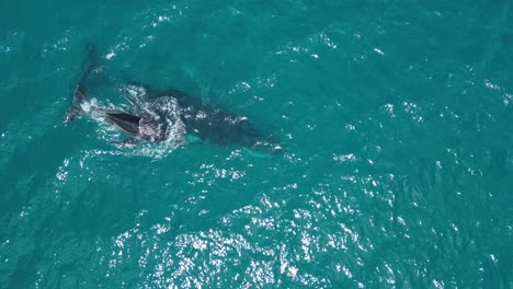 Mother-and-child-humpback-whales-at-the-surface-of-water-in-the-ocean,-aerial-closeup