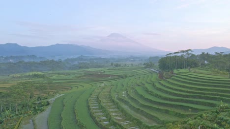 Reisfelder-Und-Ländliche-Landschaft-Indonesiens