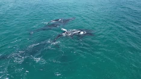 Group-of-humpback-whales-at-the-surface-of-water-in-the-ocean,-aerial-closeup-orbital