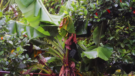 Regen-Fällt-Auf-Bananenblätter-Im-Ländlichen-Garten