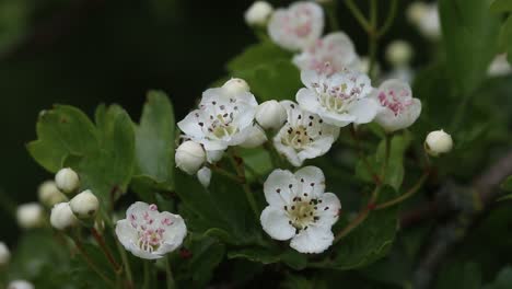 Closeup-of-Hawthorn-Tree,-Crataegus-monogyna,-flowers