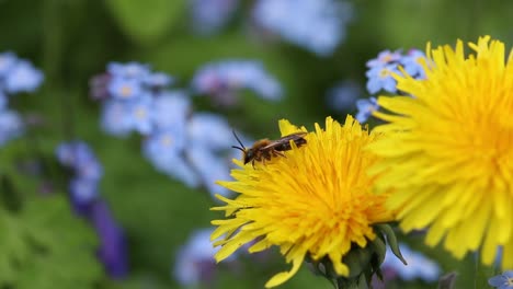 Una-Abeja-Posada-Sobre-Una-Flor-De-Diente-De-León