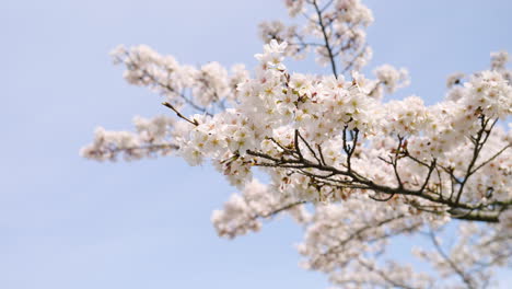 Flores-De-Cerezo-En-Flor-En-El-Templo-Tsubosaka-dera-En-Takatori,-Japón