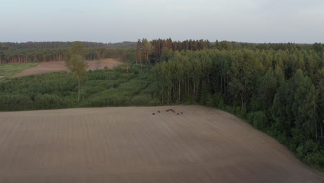 Wildschwein-Auf-Getreidefeld