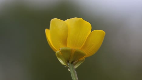 Closeup-of-a-Buttercup-flower-from-a-low-viewpoint