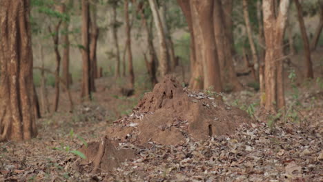 Close-up-zoom-in-shot-of-anthill-in-countryside