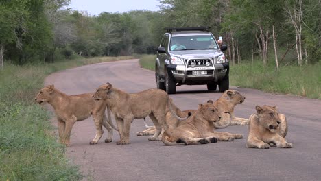 Ein-Rudel-Löwen-Verlässt-Die-Straße-Nicht,-Um-Einen-Jeep-Im-Krüger-Nationalpark-Passieren-Zu-Lassen