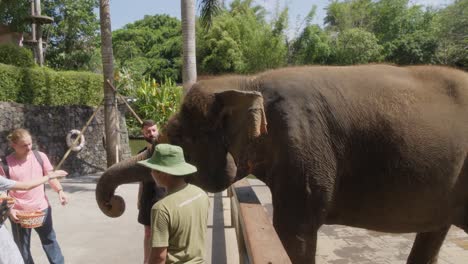 Tourists-feeding-an-Asian-elephant-at-Bali-Zoo