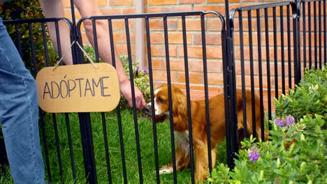 general-shot-of-man-adopting-dog