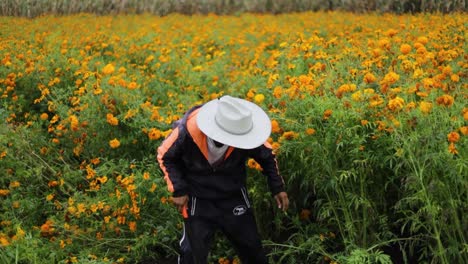 Landwirt-Wählt-Die-Besten-Ringelblumen-Für-Blumensträuße-Aus