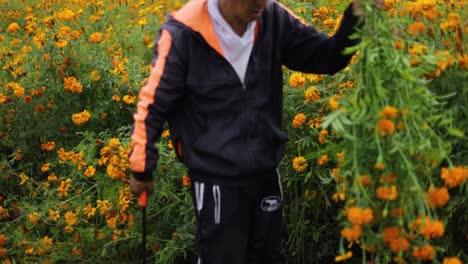 Farmer-preparing-and-harvesting-the-best-marigold-flowers-on-the-plantation