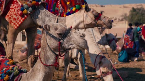 Paseo-En-Camellos-Con-Traje-Tradicional-En-Egipto.