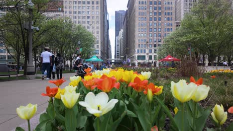 People-Walking-In-City-Park-With-Colorful-Tulips
