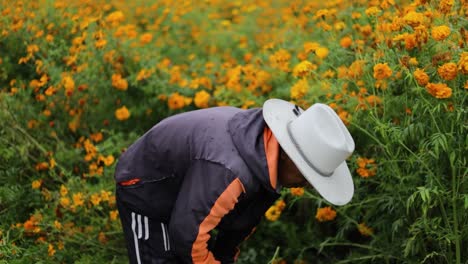 Agricultor-Mexicano-Seleccionando-Las-Mejores-Flores-De-Caléndula-Para-Ramos.