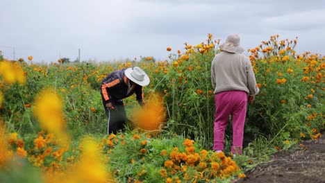 A-couple-of-farmers-harvesting-marigold-flowers-on-a-plantation