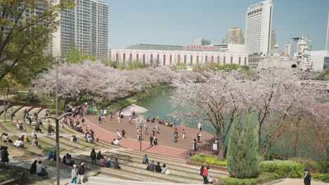 Korean-People-Relaxing-at-Songpa-Naru-Park-by-Seokchon-Lake-in-Spring-During-Cherry-Blossom-Season,-View-of-Lotte-World---high-angle