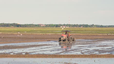 Ein-Sri-lankischer-Bauer-Bereitet-Bei-Sonnenuntergang-Mit-Einem-Roten-Traktor-Sein-Reisfeld-Vor,-Während-Vögel-Nach-Insekten-Suchen