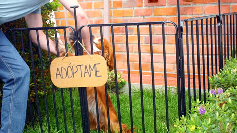 Plano-General-Del-Hombre-Adoptando-Un-Perro