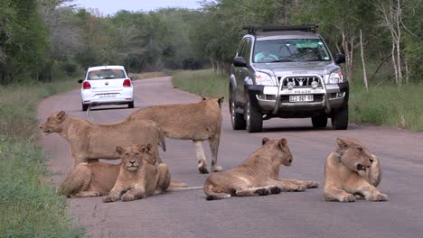 A-traffic-jam-is-caused-by-a-large-lion-pride-on-a-road-in-the-Kruger-Park