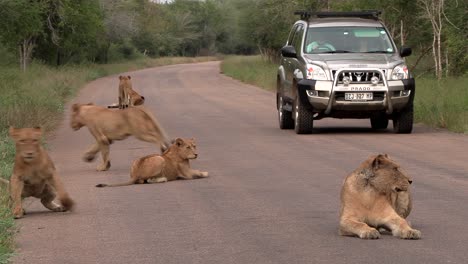 An-approaching-car-chases-a-pride-of-lions-off-the-road-in-the-Kruger-National-Park