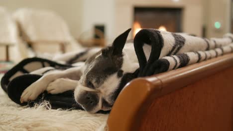 Boston-Terrier-Senior-Durmiendo-En-Un-Sofá-En-Una-Acogedora-Habitación