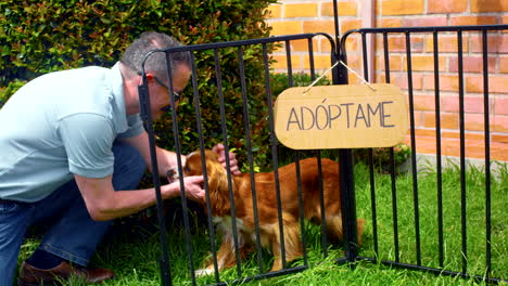 Allgemeine-Aufnahme-Eines-Cocker-Hundes-Zur-Adoption