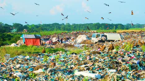 Black-Kite-Birds-Scavenging-At-Landfill-Site---Wide-Shot